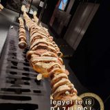 Szent Bazil Középiskola Body Worlds, ahol az anatómia óra ’életre’ kel! Hírek Nyíregyházi Tagintézmény Szent Bazil Középiskola Body Worlds, ahol az anatómia óra ’életre’ kel! Hírek Nyíregyházi Tagintézmény