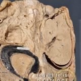 Szent Bazil Középiskola Body Worlds, ahol az anatómia óra ’életre’ kel! Hírek Nyíregyházi Tagintézmény Szent Bazil Középiskola Body Worlds, ahol az anatómia óra ’életre’ kel! Hírek Nyíregyházi Tagintézmény