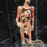 Szent Bazil Középiskola Body Worlds, ahol az anatómia óra ’életre’ kel! Hírek Nyíregyházi Tagintézmény Szent Bazil Középiskola Body Worlds, ahol az anatómia óra ’életre’ kel! Hírek Nyíregyházi Tagintézmény