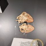 Szent Bazil Középiskola Body Worlds, ahol az anatómia óra ’életre’ kel! Hírek Nyíregyházi Tagintézmény Szent Bazil Középiskola Body Worlds, ahol az anatómia óra ’életre’ kel! Hírek Nyíregyházi Tagintézmény