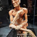 Szent Bazil Középiskola Body Worlds, ahol az anatómia óra ’életre’ kel! Hírek Nyíregyházi Tagintézmény Szent Bazil Középiskola Body Worlds, ahol az anatómia óra ’életre’ kel! Hírek Nyíregyházi Tagintézmény