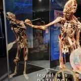 Szent Bazil Középiskola Body Worlds, ahol az anatómia óra ’életre’ kel! Hírek Nyíregyházi Tagintézmény Szent Bazil Középiskola Body Worlds, ahol az anatómia óra ’életre’ kel! Hírek Nyíregyházi Tagintézmény