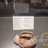 Szent Bazil Középiskola Body Worlds, ahol az anatómia óra ’életre’ kel! Hírek Nyíregyházi Tagintézmény Szent Bazil Középiskola Body Worlds, ahol az anatómia óra ’életre’ kel! Hírek Nyíregyházi Tagintézmény