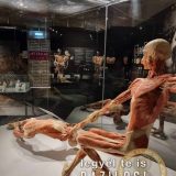 Szent Bazil Középiskola Body Worlds, ahol az anatómia óra ’életre’ kel! Hírek Nyíregyházi Tagintézmény Szent Bazil Középiskola Body Worlds, ahol az anatómia óra ’életre’ kel! Hírek Nyíregyházi Tagintézmény