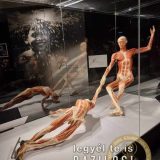 Szent Bazil Középiskola Body Worlds, ahol az anatómia óra ’életre’ kel! Hírek Nyíregyházi Tagintézmény Szent Bazil Középiskola Body Worlds, ahol az anatómia óra ’életre’ kel! Hírek Nyíregyházi Tagintézmény