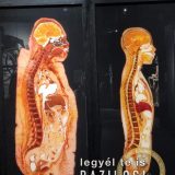Szent Bazil Középiskola Body Worlds, ahol az anatómia óra ’életre’ kel! Hírek Nyíregyházi Tagintézmény Szent Bazil Középiskola Body Worlds, ahol az anatómia óra ’életre’ kel! Hírek Nyíregyházi Tagintézmény