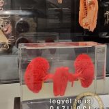 Szent Bazil Középiskola Body Worlds, ahol az anatómia óra ’életre’ kel! Hírek Nyíregyházi Tagintézmény Szent Bazil Középiskola Body Worlds, ahol az anatómia óra ’életre’ kel! Hírek Nyíregyházi Tagintézmény