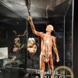 Szent Bazil Középiskola Body Worlds, ahol az anatómia óra ’életre’ kel! Hírek Nyíregyházi Tagintézmény Szent Bazil Középiskola Body Worlds, ahol az anatómia óra ’életre’ kel! Hírek Nyíregyházi Tagintézmény
