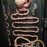 Szent Bazil Középiskola Body Worlds, ahol az anatómia óra ’életre’ kel! Hírek Nyíregyházi Tagintézmény Szent Bazil Középiskola Body Worlds, ahol az anatómia óra ’életre’ kel! Hírek Nyíregyházi Tagintézmény