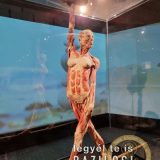 Szent Bazil Középiskola Body Worlds, ahol az anatómia óra ’életre’ kel! Hírek Nyíregyházi Tagintézmény Szent Bazil Középiskola Body Worlds, ahol az anatómia óra ’életre’ kel! Hírek Nyíregyházi Tagintézmény