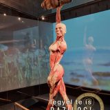 Szent Bazil Középiskola Body Worlds, ahol az anatómia óra ’életre’ kel! Hírek Nyíregyházi Tagintézmény Szent Bazil Középiskola Body Worlds, ahol az anatómia óra ’életre’ kel! Hírek Nyíregyházi Tagintézmény
