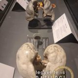 Szent Bazil Középiskola Body Worlds, ahol az anatómia óra ’életre’ kel! Hírek Nyíregyházi Tagintézmény Szent Bazil Középiskola Body Worlds, ahol az anatómia óra ’életre’ kel! Hírek Nyíregyházi Tagintézmény