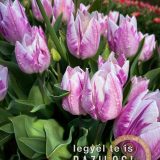 Szent Bazil Középiskola Látogatás a TulipGardenbe Hírek Kisvárdai Tagintézmény Szent Bazil Görögkatolikus Középiskola Szent Bazil Középiskola Látogatás a TulipGardenbe Hírek Kisvárdai Tagintézmény Szent Bazil Görögkatolikus Középiskola
