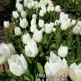 Szent Bazil Középiskola Látogatás a TulipGardenbe Hírek Kisvárdai Tagintézmény Szent Bazil Görögkatolikus Középiskola Szent Bazil Középiskola Látogatás a TulipGardenbe Hírek Kisvárdai Tagintézmény Szent Bazil Görögkatolikus Középiskola