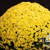 Szent Bazil Középiskola Szalagavató a Szent Bazilban Kisvárdán – egy este, ami pályára állít! Hírek Kisvárdai Tagintézmény Szent Bazil Középiskola Szalagavató a Szent Bazilban Kisvárdán – egy este, ami pályára állít! Hírek Kisvárdai Tagintézmény